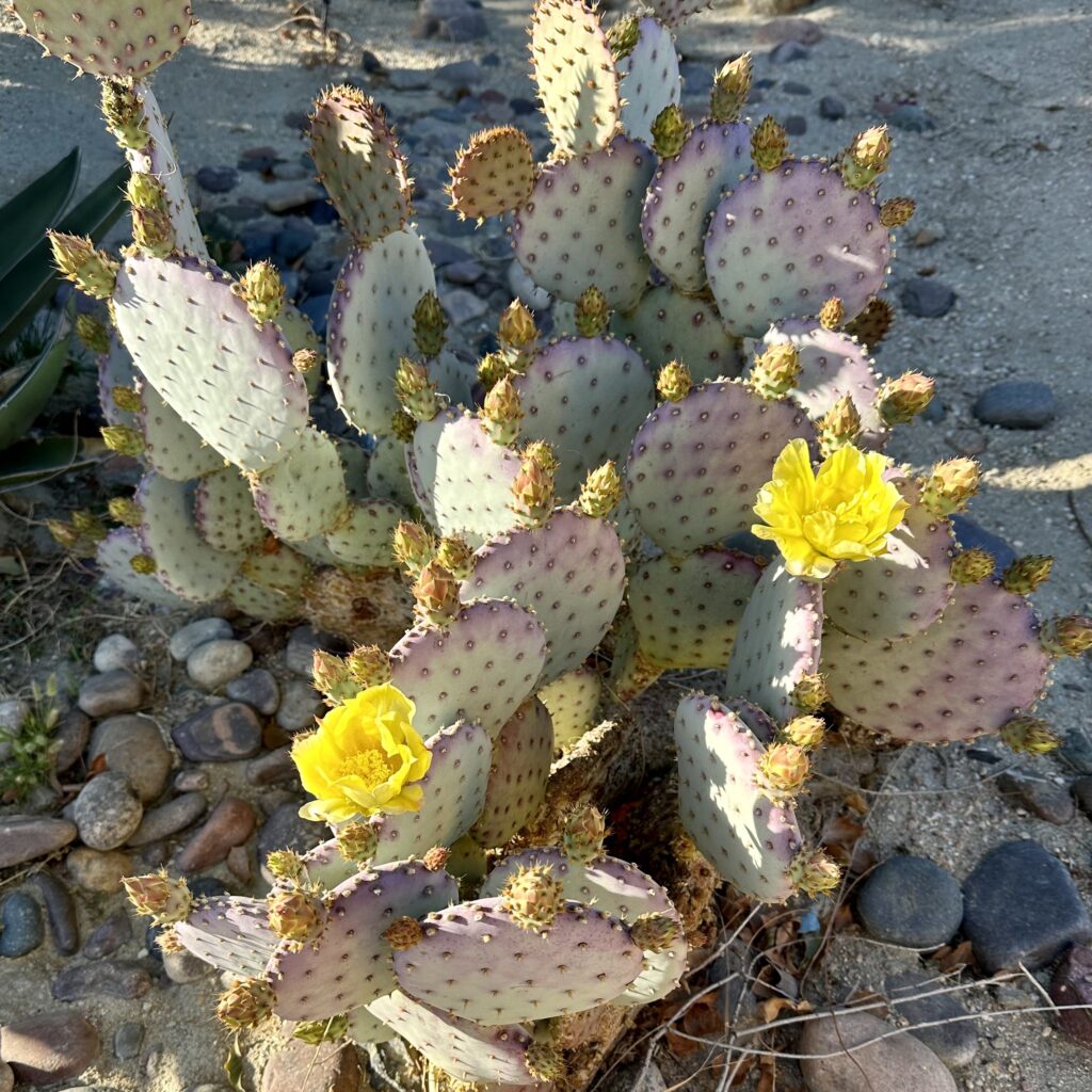 Cactuses